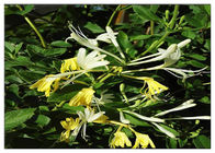 Soğuk Hanımeli Çiçek Özütü, Klorojenik Asitli% 25 Lonicera Japonica Özütü