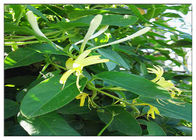 Anti Virüs Honeysuckle Çiçek Özü, Lonicera Japonica Çiçek Özü CAS 327 97 9