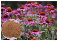 Mor Coneflower Antibakteriyel Bitki Özleri: Chicory Acid Brown Powder