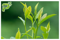 Yeşil Çay Bitki Özü Tozu Radikal Belirtileri Önlemek Polifenoller% 95 UV Testi