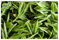 CAS 989 51 5 Egcg Yeşil Çay Yaprağı Ekstresi, Kilo Kaybı İçin Yeşil Çay Takviyeleri