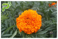 Göz Sağlığı Lutein Marigold Çiçek Özütü, Tagetes Erekta Özü, Diyet Takviyesi Olarak