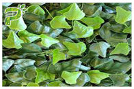 Hedera Helix Hederacoside Bitki Özü Tozu Ivy Yaprak Özü Öksürük Ve Soğuk Tedavi