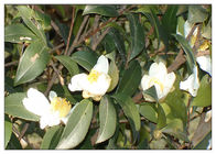 Yağ Asidi Camellia Oleifera Yağı, Saç Büyümesi İçin Camellia Yağı Antioksidasyon