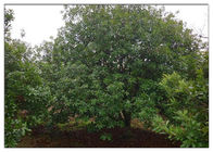 Bayberry Bark Extract Doğal Anti Inflammatory Supplements Yeşil Toz CAS 529 44 2
