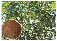 Cilt antioksidasyonu Bitki Özü Tozu Phloretin Elma Ağacı Kökü ve Kabuk Özü