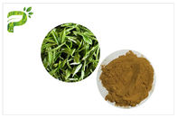 Yeşil Çay Polifenoller Bitki Özü Tozu Diyet Takviyesi Kilo Kaybı İçin% 95