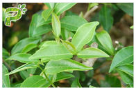 Yeşil Çay Polifenoller Bitki Özü Tozu Diyet Takviyesi Kilo Kaybı İçin% 95
