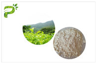 Anti oksidasyon EGCG Yeşil Çay Ekstresi, İlaç Sınıfı Doğal Yeşil Çay Ekstresi
