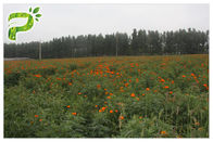 Göz Bakımı Doğal Çiçek Özleri Portakal Kırmızı Toz Luteini Marigold Çiçeği&amp;#39;nden