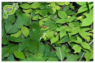 Öksürük Tedavi Saf Bitkisel Takviyeler Ivy Yaprak Özü Hedera Helix Hederacoside 10%