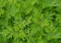 Artemisia Annua Ekstresi% 99 Saflıkta Artemisinin Tozu CAS 63968 64 9
