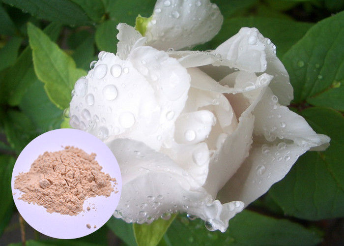 Şakayıklık Kök Bitki Özlü Toz Paeonia Lactiflora Cilt Beyazlatımı İçin