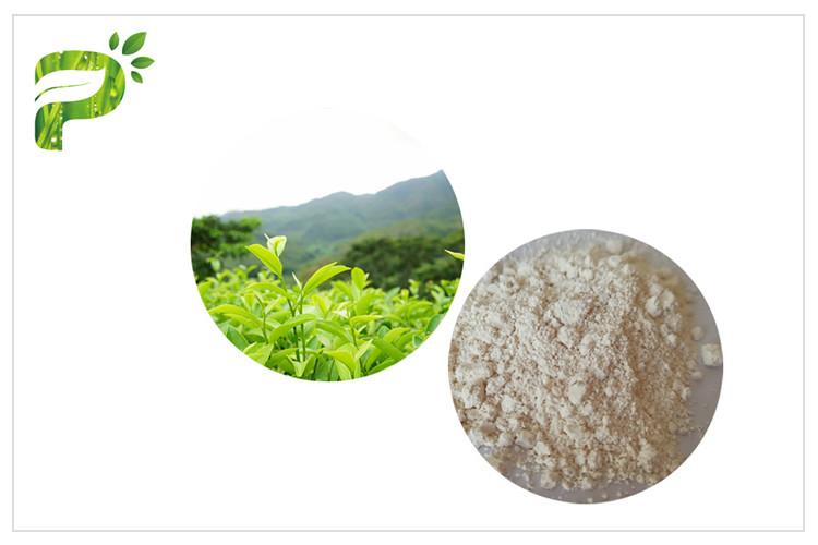 Anti oksidasyon EGCG Yeşil Çay Ekstresi, İlaç Sınıfı Doğal Yeşil Çay Ekstresi